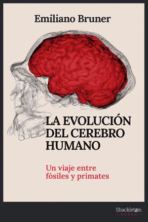 LA EVOLUCIÓN DEL CEREBRO HUMANO *